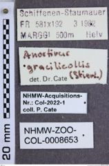Etiketten zu Anostirus gracilicollis (NHMW-ZOO-COL-0008653)